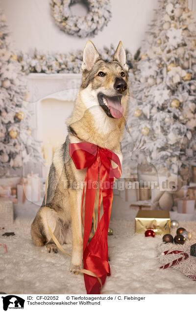 Tschechoslowakischer Wolfhund / Czechoslovakian wolfdog / CF-02052