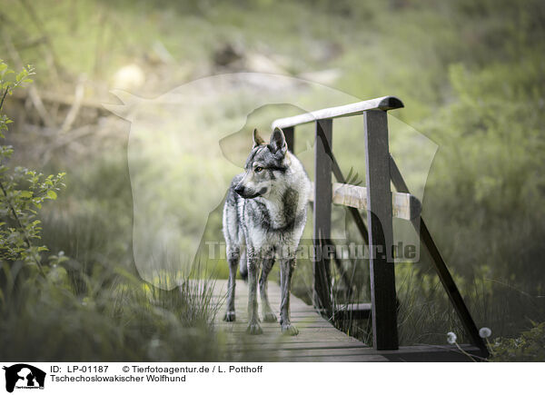 Tschechoslowakischer Wolfhund / Czechoslovakian wolfdog / LP-01187