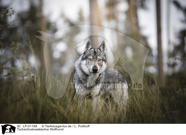 Tschechoslowakischer Wolfhund / Czechoslovakian wolfdog / LP-01188