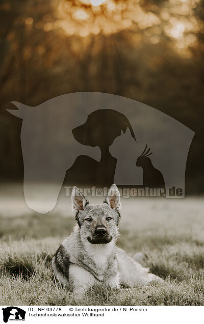 Tschechoslowakischer Wolfhund / Czechoslovakian wolfdog / NP-03778