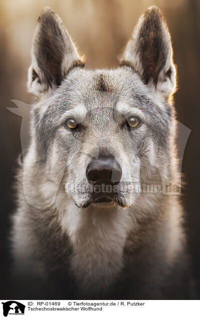 Tschechoslowakischer Wolfhund / Czechoslovakian Wolfdog / RP-01469