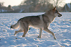 Tschechoslowakischer Wolfshund