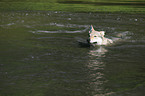 badender Tschechoslowakischer Wolfhund