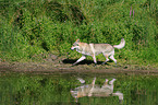 laufender Tschechoslowakischer Wolfhund