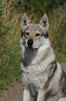 Tschechoslowakischer Wolfhund Portrait