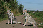 Tschechoslowakische Wolfhunde