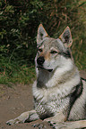 Tschechoslowakischer Wolfhund