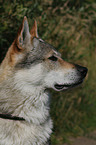 Tschechoslowakischer Wolfhund Portrait