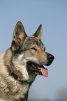 Tschechoslowakischer Wolfshund Portrait