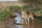 Tschechoslowakischer Wolfshund