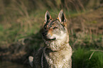 Tschechoslowakischer Wolfshund Portrait