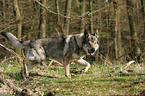 rennender Tschechoslowakischer Wolfshund