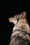 Tschechoslowakischer Wolfhund