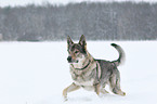 Tschechoslowakischer Wolfhund im Schnee