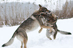 Tschechoslowakische Wolfhunde im Schnee