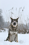 Tschechoslowakischer Wolfhund im Schnee