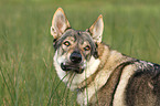 Tschechoslowakischer Wolfhund Portrait