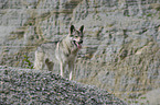 Tschechoslowakischer Wolfhund