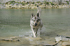 badender Tschechoslowakischer Wolfhund