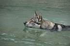 schwimmender Tschechoslowakischer Wolfhund