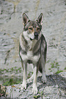 Tschechoslowakischer Wolfhund