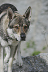 Tschechoslowakischer Wolfhund Portrait