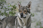 Tschechoslowakischer Wolfhund Portrait