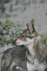 Tschechoslowakischer Wolfhund Portrait