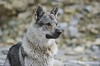 Tschechoslowakischer Wolfhund Portrait