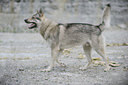 laufender Tschechoslowakischer Wolfhund