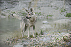 Tschechoslowakischer Wolfhund