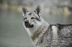 Tschechoslowakischer Wolfhund Portrait