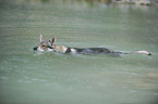 schwimmender Tschechoslowakischer Wolfhund