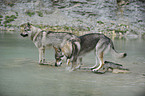 Tschechoslowakische Wolfhunde