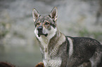 Tschechoslowakischer Wolfhund Portrait