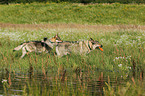 spielendeTschechoslowakische Wolfshunde