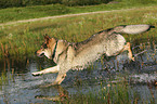 rennender Tschechoslowakischer Wolfshund