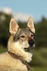 Tschechoslowakischer Wolfshund Portrait