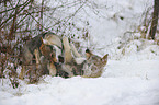 junge Tschechoslowakische Wolfshunde