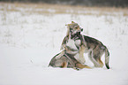 junge Tschechoslowakische Wolfshunde