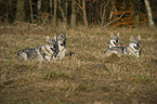 Tschechoslowakische Wolfshunde