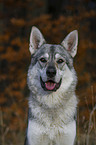 Tschechoslowakischer Wolfshund Portrait