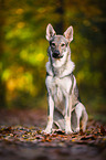 sitzender Tschechoslowakischer Wolfhund