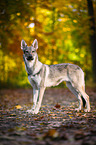 stehender Tschechoslowakischer Wolfhund