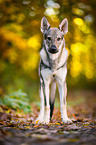 stehender Tschechoslowakischer Wolfhund