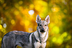 Tschechoslowakischer Wolfhund Portrait