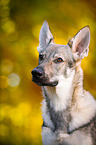 Tschechoslowakischer Wolfhund Portrait