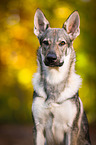 Tschechoslowakischer Wolfhund Portrait