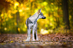 stehender Tschechoslowakischer Wolfhund