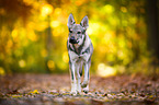 trabender Tschechoslowakischer Wolfhund